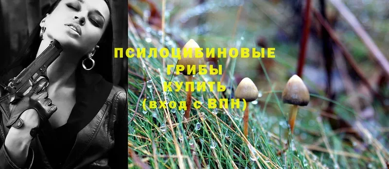 Псилоцибиновые грибы Psilocybe  цена   Ртищево 